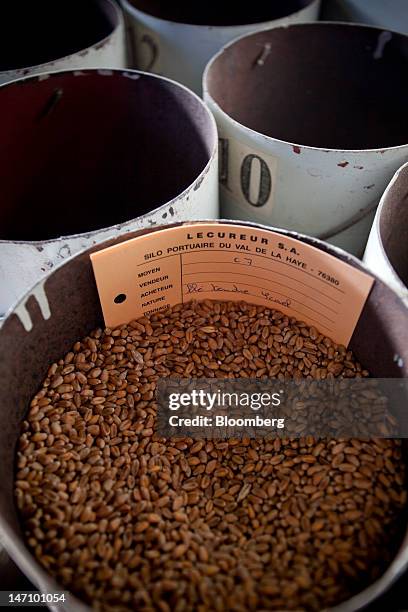 Wheat grains selected for testing sit in storage bins at Lecureur SA's cereal plant in Val de la Haye, near Rouen, France, on Saturday, June 23,...