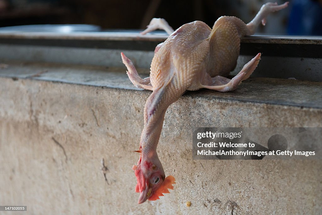 Exploding Dead Chicken Dead Chicken High-Res Stock Photo - Getty Images