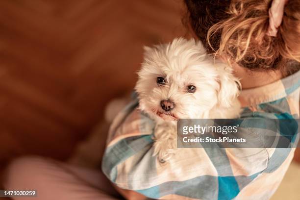 a teenage girl holds a dog in her hands - dog looking at camera stock pictures, royalty-free photos & images