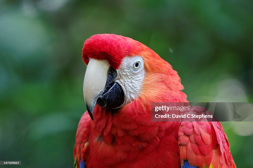 Mccaw parrot