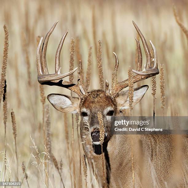 white-tail deer buck - white tail buck - fotografias e filmes do acervo