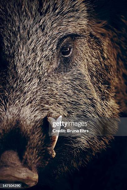 stuffed - boar tusk stock pictures, royalty-free photos & images