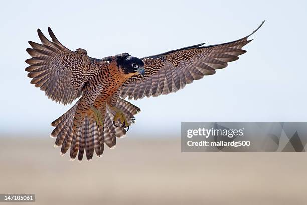 peregrine falcon - falcon bird stock-fotos und bilder