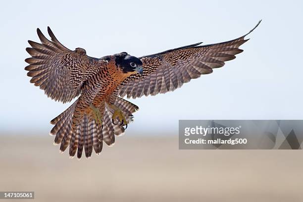 peregrine falcon - peregrino fotografías e imágenes de stock