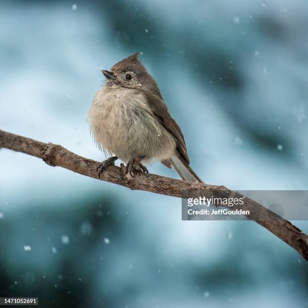 juniper titmouse - small juniper stock pictures, royalty-free photos & images