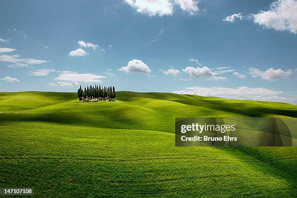 cypresses - copse stock pictures, royalty-free photos & images