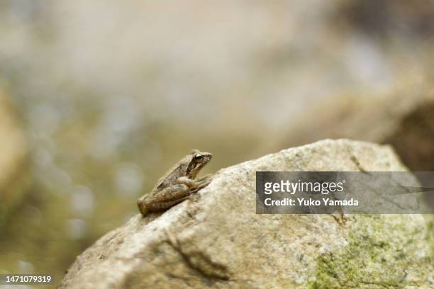 3,297 Mini Frogs Stock Photos, High-Res Pictures, and Images - Getty Images