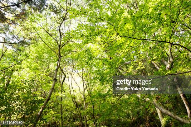 greenery - 木漏れ日 ストックフォトと画像