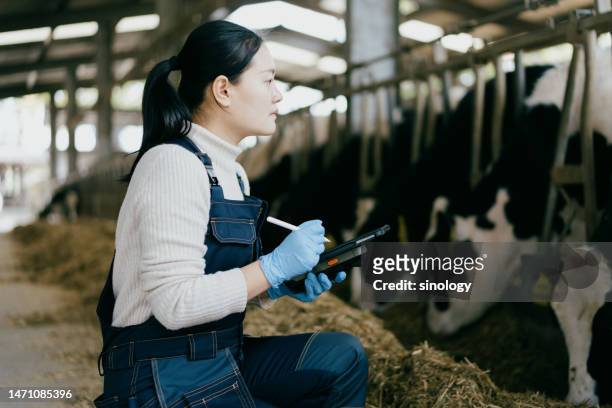 female farmer working on a dairy farm - cows eating stock pictures, royalty-free photos & images