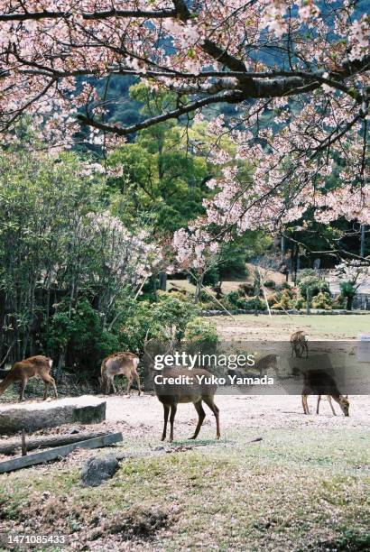 deer in miyajima in spring time - miyajima stock pictures, royalty-free photos & images