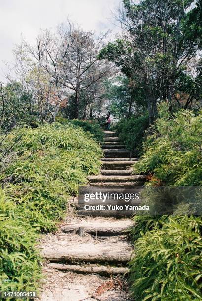 nature path in daylight - miyajima stock pictures, royalty-free photos & images