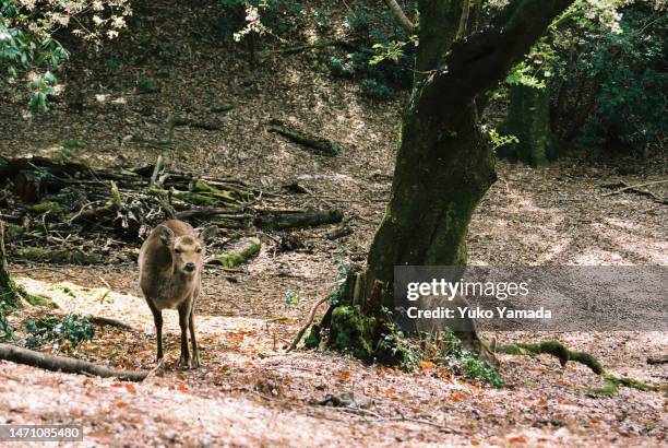 nature path in daylight - miyajima stock pictures, royalty-free photos & images