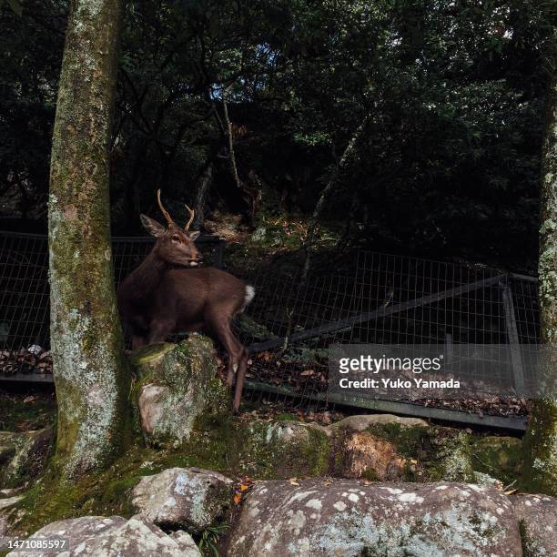 deer in miyajima, japan - miyajima stock pictures, royalty-free photos & images