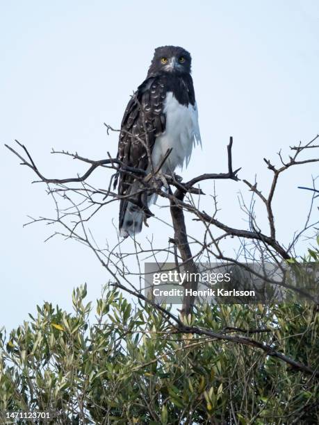 black-chested snake eagle (circaetus pectoralis) perched in a tree - black chested snake eagle - fotografias e filmes do acervo