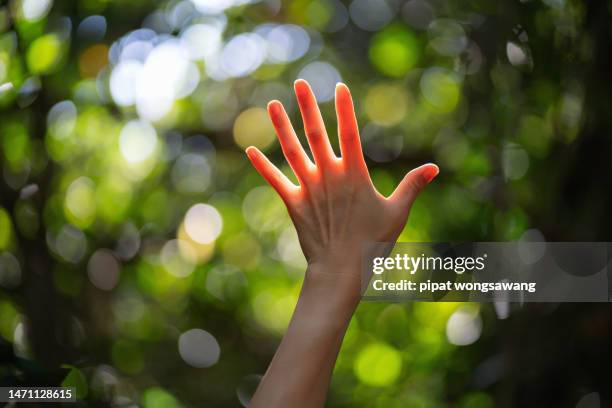 hands raised to catch sunlight and forest nature, freedom concept, hope, nature - hands sun stock pictures, royalty-free photos & images