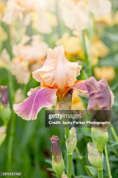 close-up image of a beautiful, summer flowering purple and peach coloured bearded iris flower - bearded iris stockfoto's en -beelden