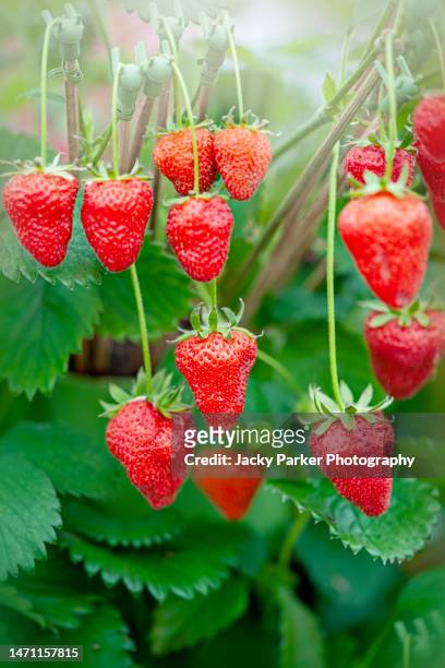 close-up image of beautiful ripe, vibrant red, hanging strawberry fruits in soft sunshine - strawberry stock pictures, royalty-free photos & images