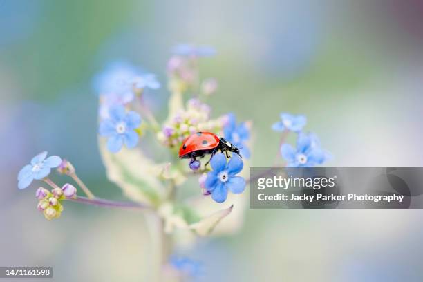 a 7-spot ladybird - coccinella septempunctata resting on the petals of a spring blue forget me not flower - spring weather stock pictures, royalty-free photos & images