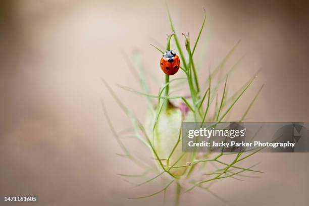 a 7-spot ladybird -coccinella septempunctataresting on the seed pod of a spring love-in-the-mist flower also known as nigella - nigella stock pictures, royalty-free photos & images