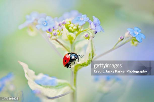 a 7-spot ladybird - coccinella septempunctata resting on the petals of a spring blue forget me not flower - seven spot ladybird stock pictures, royalty-free photos & images