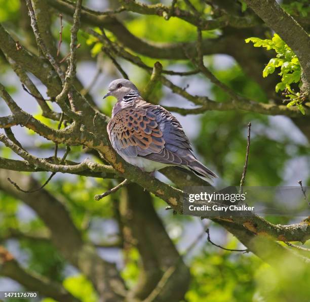 turtle dove [streptopelia turtur] - turtle doves stock pictures, royalty-free photos & images