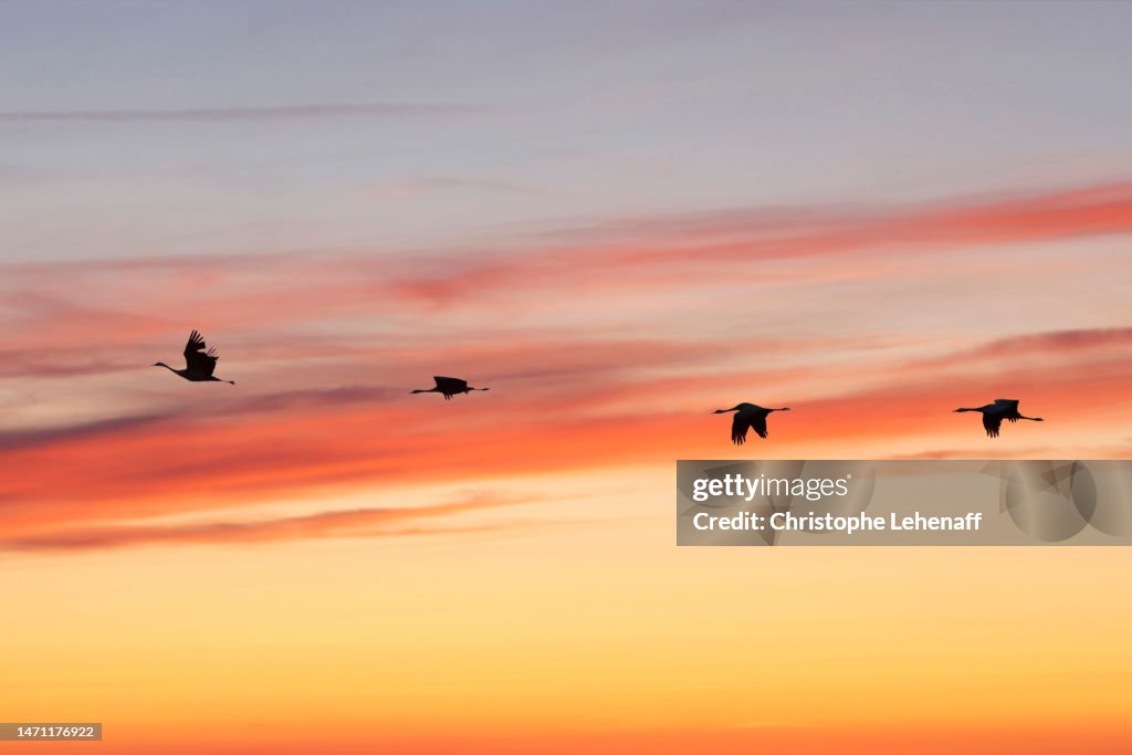 Common cranes from the lac du Der, France
