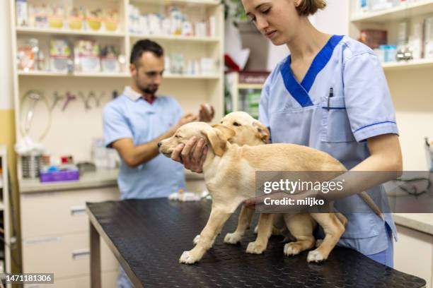 Labrador Getting Injected Dog Injection Photos and Premium High Res Pictures - Getty Images