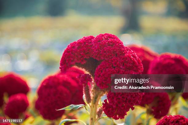 2,190 Cockscomb Plant Stock Photos, High-Res Pictures, and Images ...