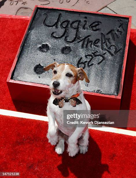 Uggie, the dog from "The Artist" which won an Academy Award for Best Picture, is immortalized with a hand and paw print ceremony at Grauman's Chinese...