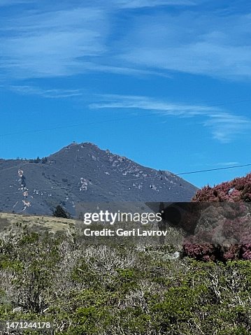 Heather in bloom, Hwy1, view of Mt Tamalpais California