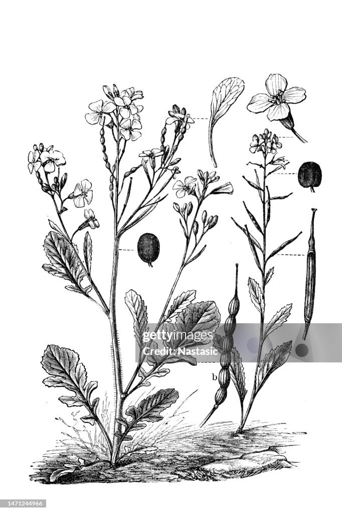 Field mustard or charlock (Sinapis arvensis) and Raphanus raphanistrum