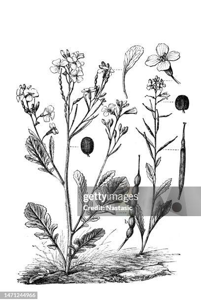 field mustard or charlock (sinapis arvensis) and raphanus raphanistrum - mustard plant stock illustrations