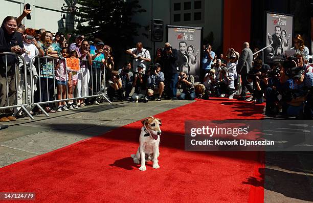 Uggie, the canine star form the film "The Artist" which won an Academy Award for Best Picture, walks the red carpet as he arrives with his...