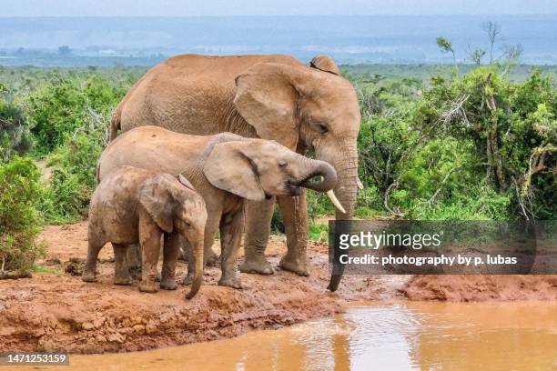 addo elephant national park-port elizabeth, south africa - african elephants stock pictures, royalty-free photos & images
