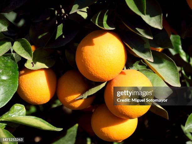 field of oranges - オレンジの木 ストックフォトと画像