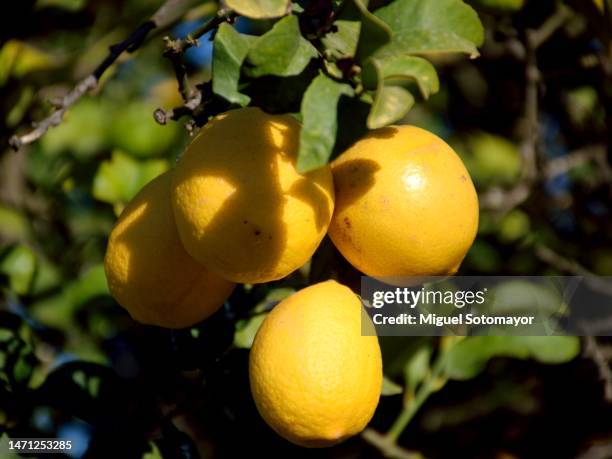 field of lemons - zitronen feld stock-fotos und bilder
