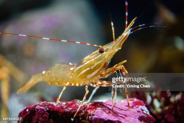 california spot prawn (pandalus platyceros) - prawn stock pictures, royalty-free photos & images