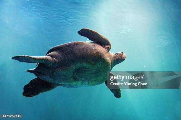 green turtle (chelonia mydas) - green turtle stock pictures, royalty-free photos & images