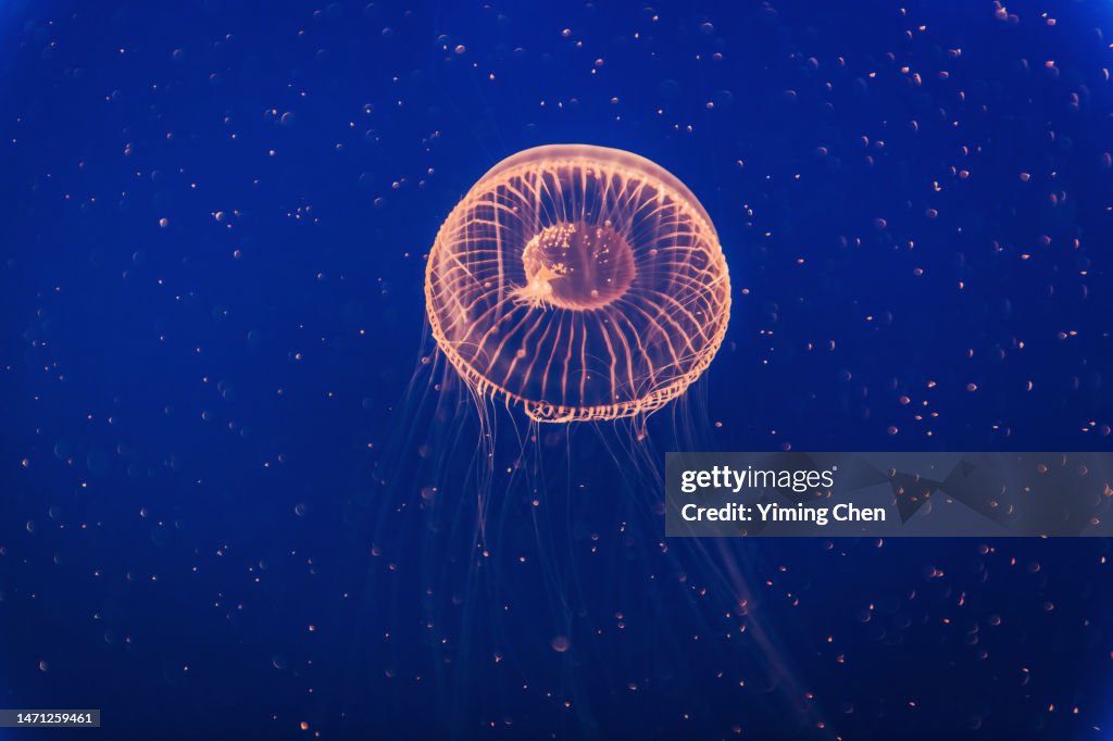 Crystal Jelly (Aequorea Victoria)