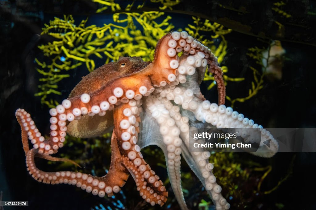Giant Pacific Octopus (Enteroctopus dofleini)