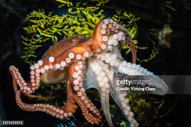 giant pacific octopus (enteroctopus dofleini) - giant octopus stock pictures, royalty-free photos & images
