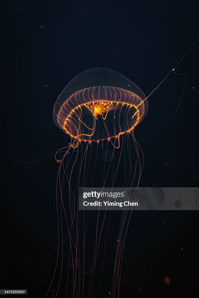 Crystal Jelly (Aequorea Victoria)