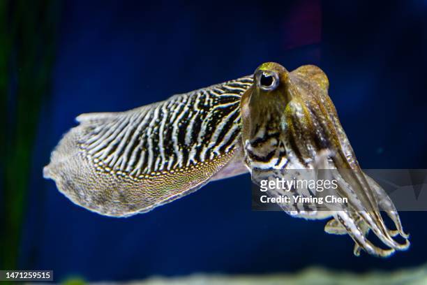 common cuttlefish (sepia officinalis) - cuttlefish stock pictures, royalty-free photos & images