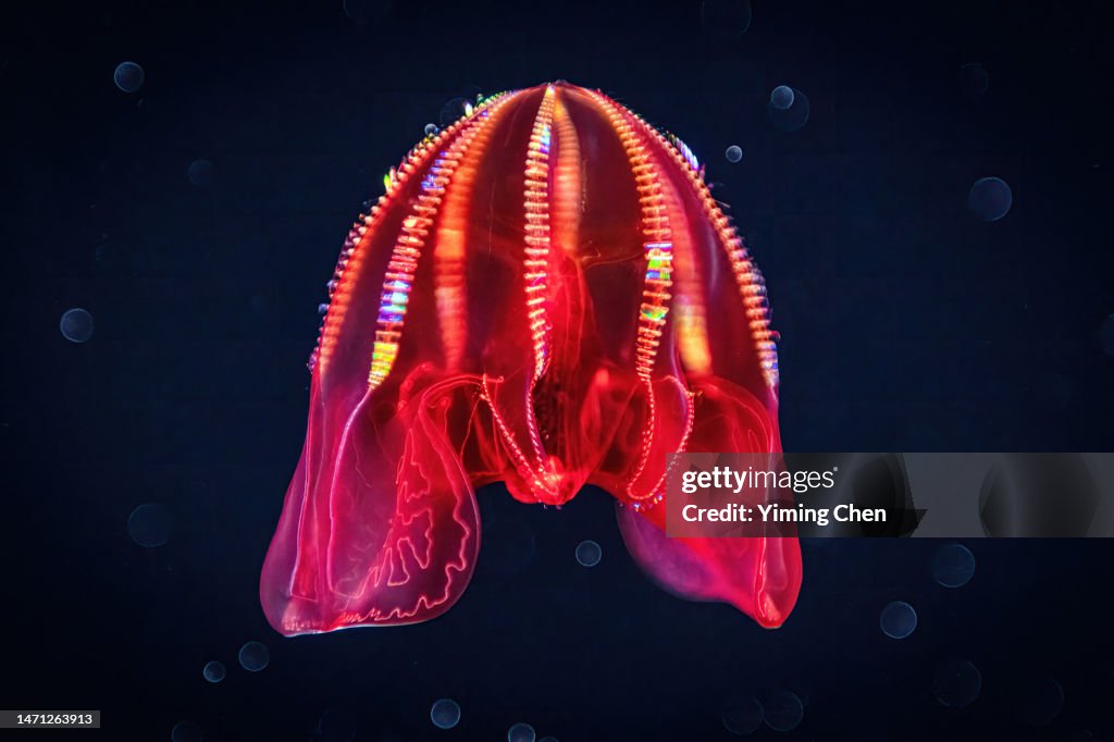 Bloody-Belly Comb Jelly (Lampocteis cruentiventer)