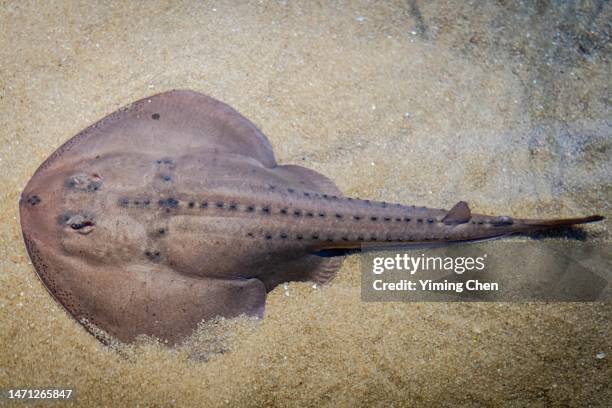 thornback guitarfish (platyrhinoidis triseriata) - stingray stock pictures, royalty-free photos & images