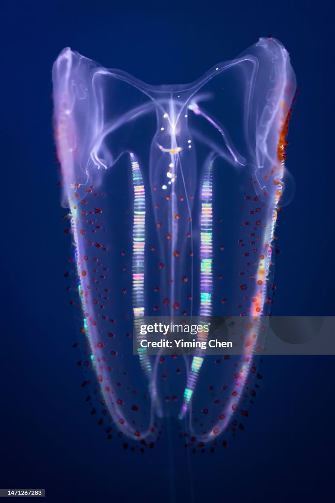 Spotted Comb Jelly (Leucothea pulchra)