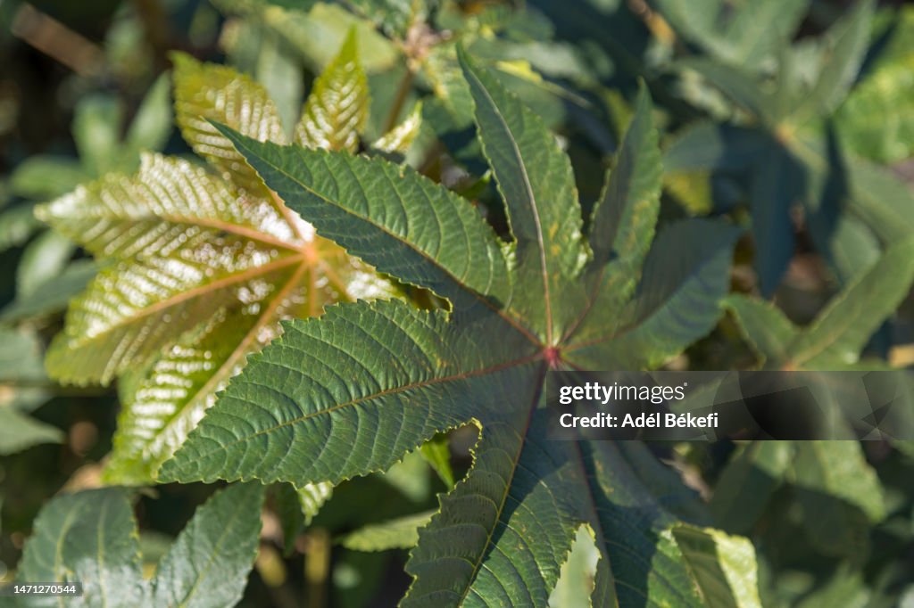 Castor Bean or Castor Oil Plant (Ricinus communis)