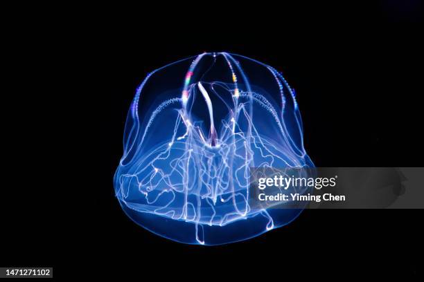 umbrella comb jelly (thalassocalyce inconstans) - comb jelly stock pictures, royalty-free photos & images