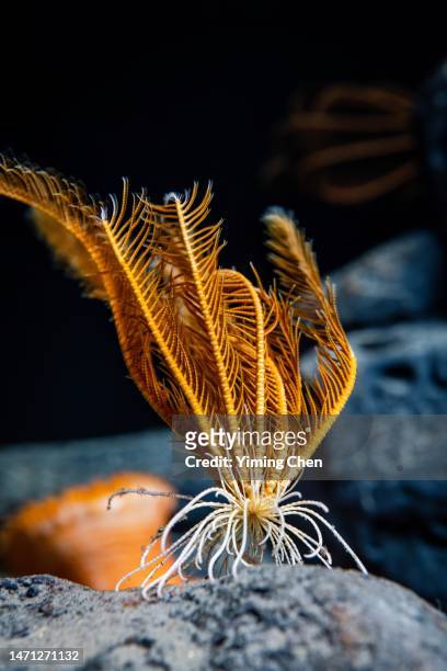 feather star (florometra serratissima) - crinoid stockfoto's en -beelden
