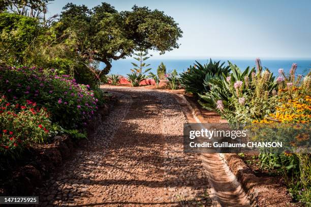 path from the "jardim botânico da madeira", funchal. - funchal imagens e fotografias de stock